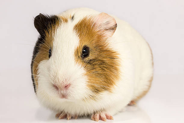 istock On a white background Guinea pig. 468108817