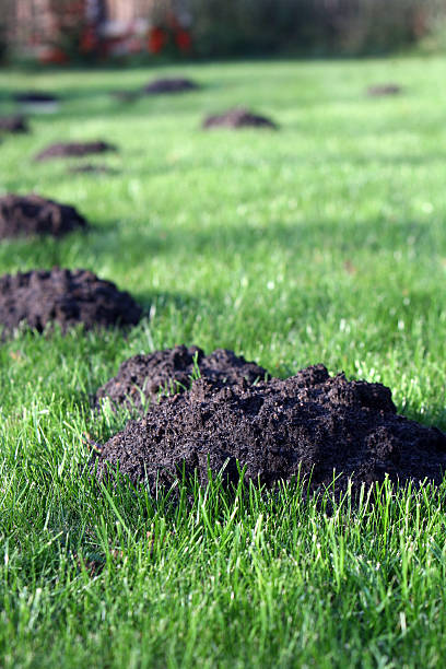 istock Molehills in an english garden 468109923