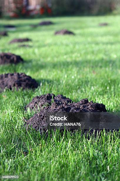 Molehills In An English Garden Stock Photo - Download Image Now - Animal, Awe, Europe