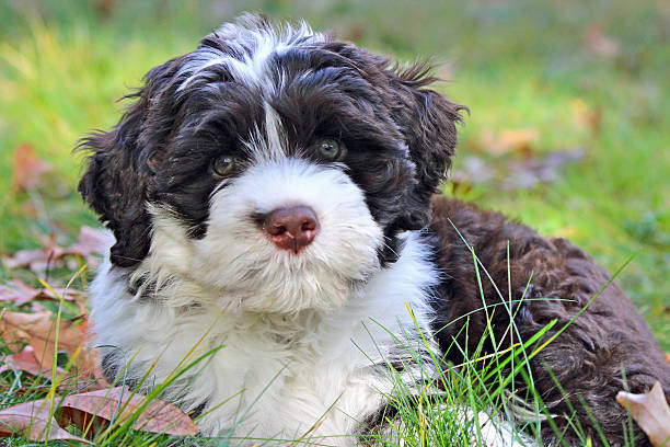 istock Curious puppy in fall leaves 468110003