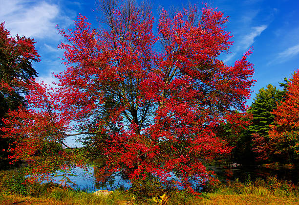 Big Red árbol - foto de stock