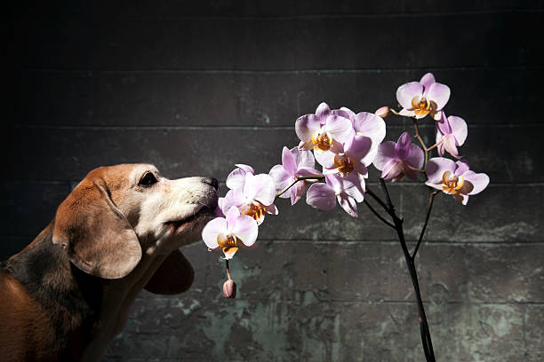 cão romântico. - orchid simplicity single flower flower - fotografias e filmes do acervo