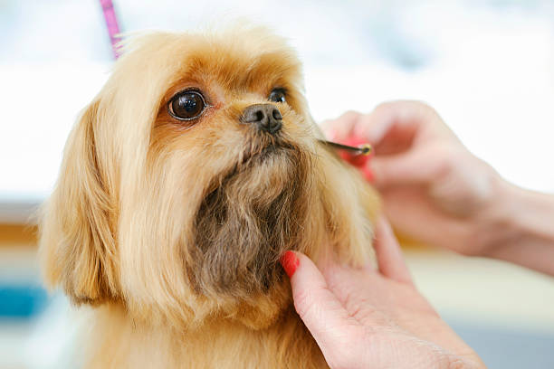 Professional Dog Groomer in a Pet Salon A professional dog groomer finishes the grooming of a small dog. The dog is sitting on a grooming table, inside a pet grooming business while the woman groomer cuts the animal's hair. tibetan lion dog stock pictures, royalty-free photos & images