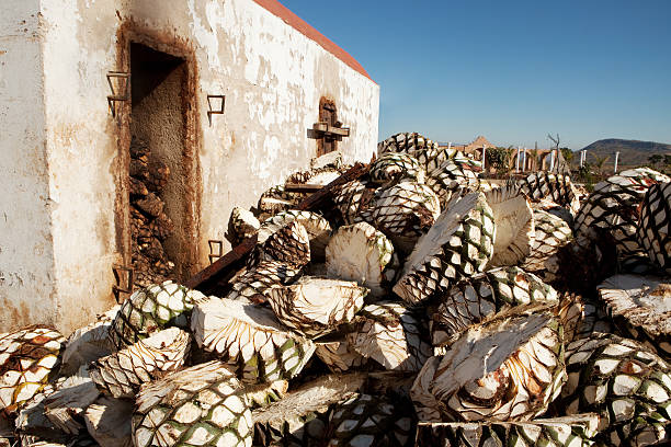 Agave waiting to be roasted The pina's of the agave azul waiting to be roasted in the adobo oven for making tequila blue agave photos stock pictures, royalty-free photos & images