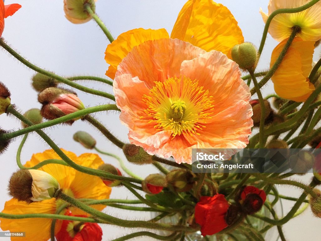 Poppies detail Detail of poppies in a vase. 2015 Stock Photo