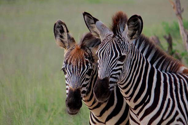 istock Young Zebra in the Ruaha National Park 468116680