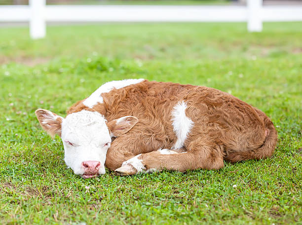 istock Close-Up Of Brown & White Hereford Calf Sleeping 468116728