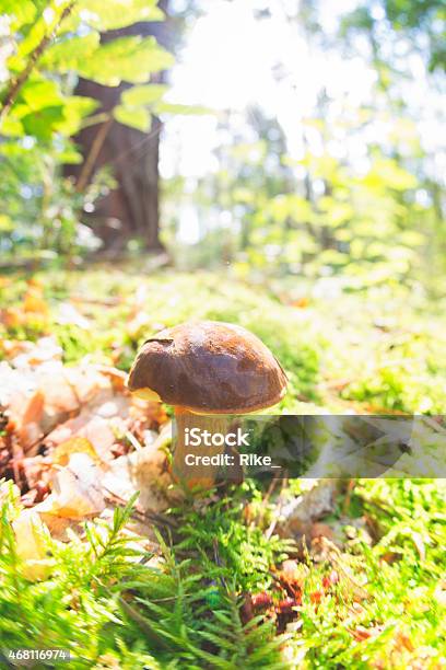 Small Edible Mushroom In The Woods Alone Stock Photo - Download Image Now - Autumn, Brown, Edible Mushroom