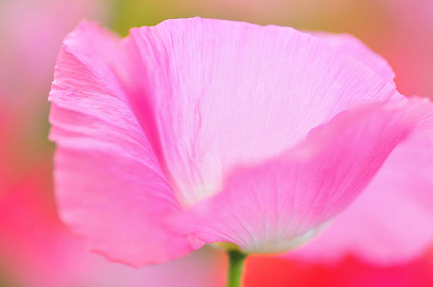 istock Shirley Poppy 468117354