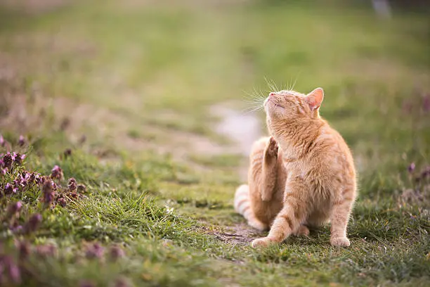 Photo of Cat relaxes in the garden