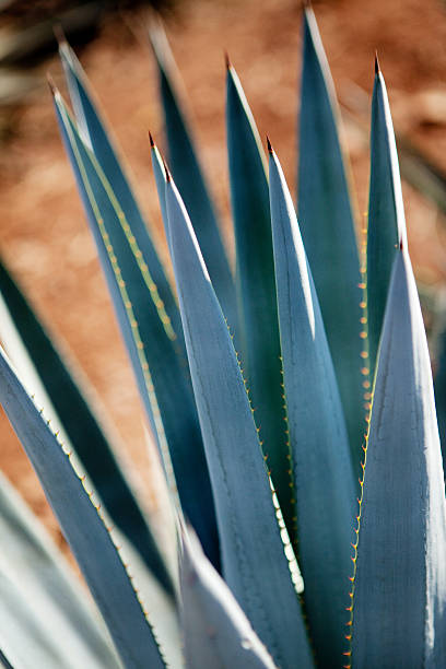 Blue Agave Close up of blue agave blue agave photos stock pictures, royalty-free photos & images