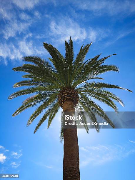 Palm Tree Against A Beautiful Blue Sky Stock Photo - Download Image Now - Backgrounds, Beauty In Nature, Blue