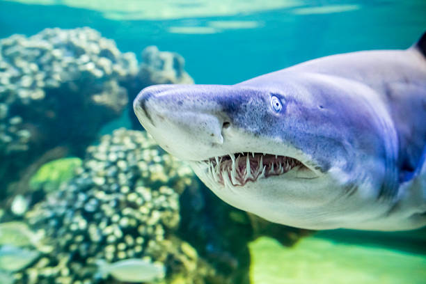 requin taureau (carcharias taurus) - sand tiger shark photos et images de collection