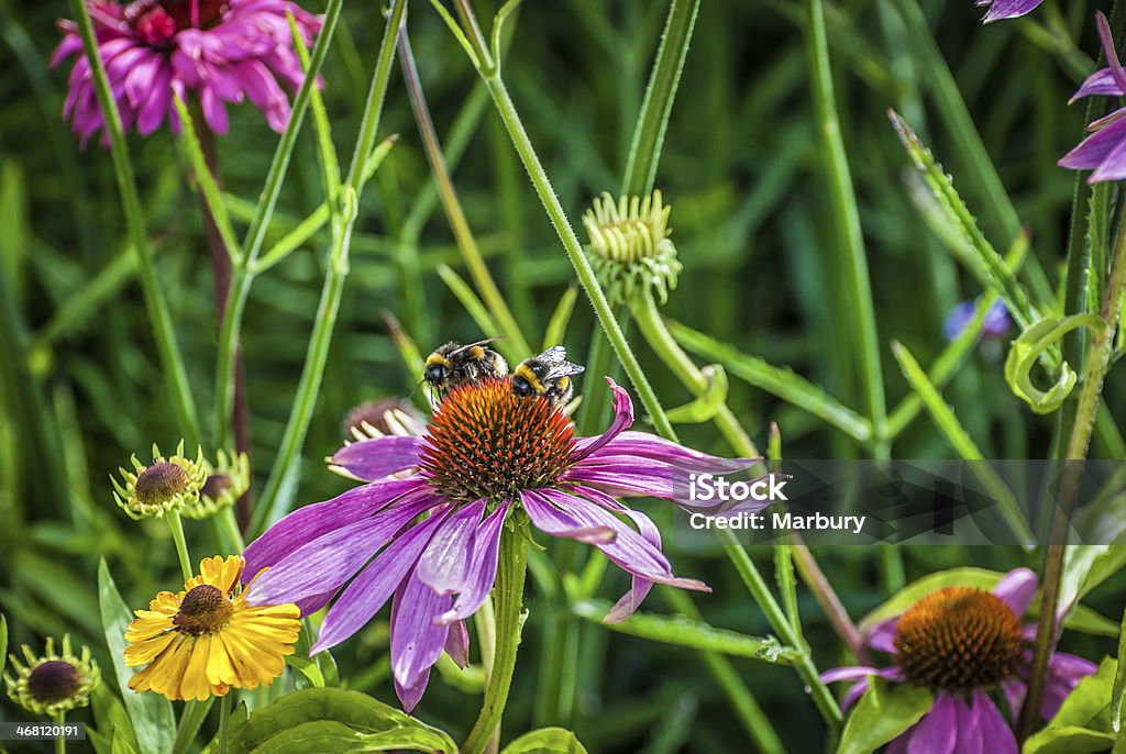 Echinacea Flowers Echinacea Flowers with visiting bumble bees. Animal Wildlife Stock Photo