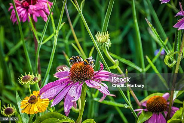 Echinacea Flowers Stock Photo - Download Image Now - Animal Wildlife, Bee, Blossom