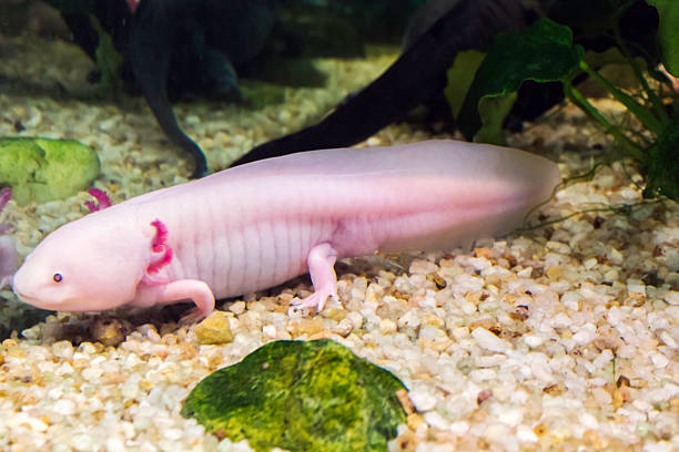 Mexican axolotl (Ambystoma mexicanum)