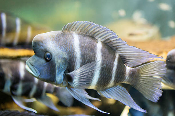 frontosa (cyphotilapia frontosa) - cyphotilapia frontosa fotografías e imágenes de stock