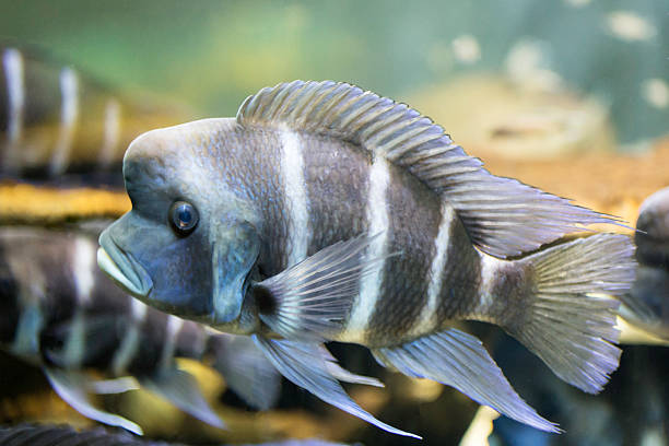 Frontosa (Cyphotilapia frontosa) The Frontosa (Cyphotilapia frontosa), is a fish from the cichlid family found in Lake Tanganyika, East Africa. They generally stay at greater depths (30–50 metres sub-surface) than most other cichlids and rises to shallow waters in the early morning to feed on shoaling fish such as Cyprichromis species. They grow to 35cm in length and can live up to 25 years. cyphotilapia frontosa stock pictures, royalty-free photos & images