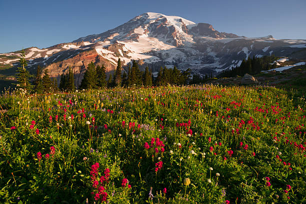 istock Cascade Range Rainier National Park Mountain Paradise Meadow Wildflowers 468122045