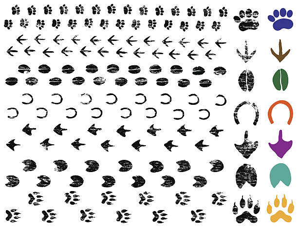 Animal Tracks Grungy animal foot and hoof print tracks hoof stock illustrations