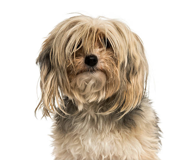 Close-up of a messy Yorkshire terrier, isolated on white Close-up of a messy Yorkshire terrier, isolated on white shaggy fur stock pictures, royalty-free photos & images