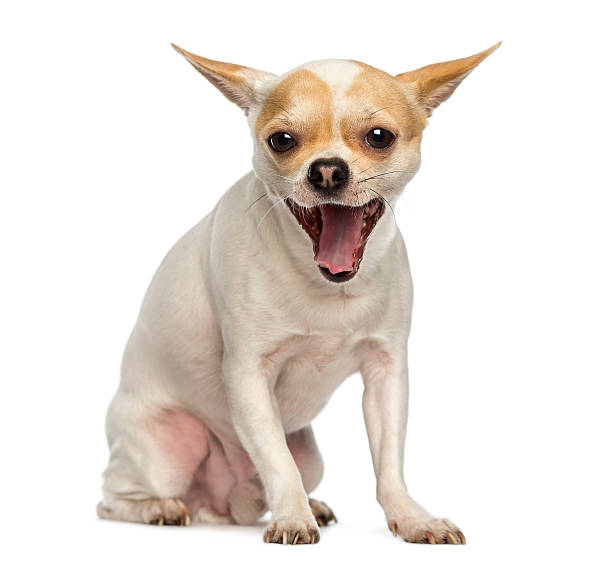 istock Chihuahua sitting, yawning, isolated on white 468124423