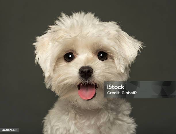 Closeup Of A Maltese Puppy Panting Looking At The Camera Stock Photo - Download Image Now