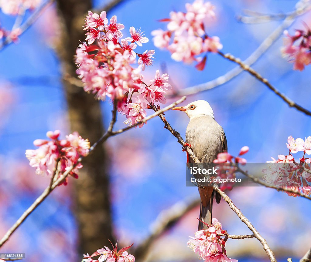 White-headed Bulbul and Sakura White-headed Bulbul and Cherry blossom or Sakura Affectionate Stock Photo