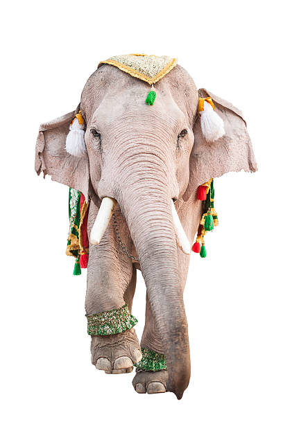 istock White Elephant of Thailand isolated on white background 468125219