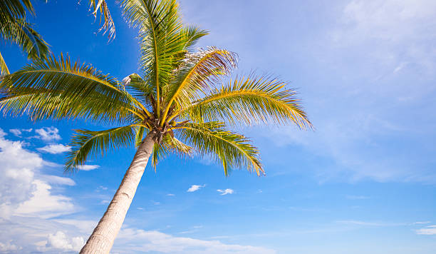 istock Coconut Palm tree on the sandy beach background blue sky 468125555