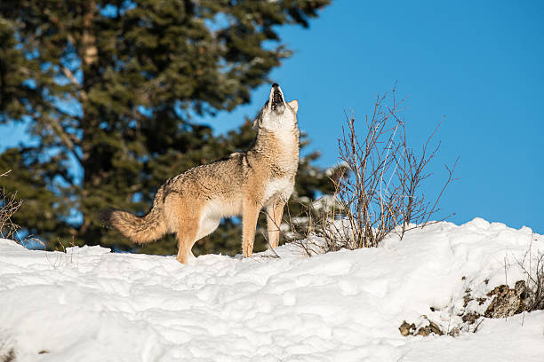 istock Coyote Howling in the Snow 468126837