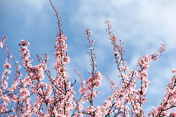 istock Blossim cherry tree near Portland,Oregon 468128026