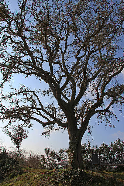 roble - valley oak стоковые фото и изображения