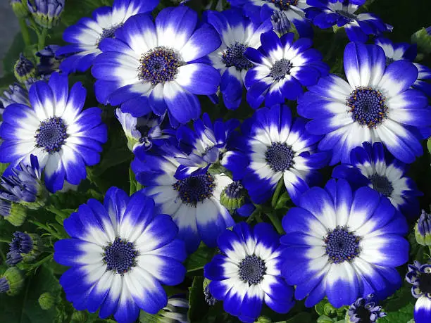 Close-up photo showing the colourful white and blue daisy flowers on bushy cineraria plants (Pericallis x hybrida), which belong to the 'aster' family.  They can be used as attractive summer bedding in gardens, although many people prefer to grow them in flower pots, as specimen house plants on a sunny windowsill.