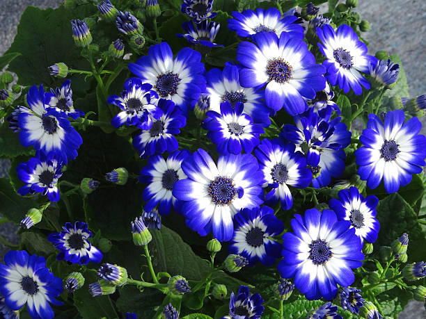 Image of white and blue daisy flowers, cineraria potted-plants (Pericallis-hybrida) Close-up photo showing the colourful white and blue daisy flowers on bushy cineraria plants (Pericallis x hybrida), which belong to the 'aster' family.  They can be used as attractive summer bedding in gardens, although many people prefer to grow them in flower pots, as specimen house plants on a sunny windowsill. cineraria stock pictures, royalty-free photos & images