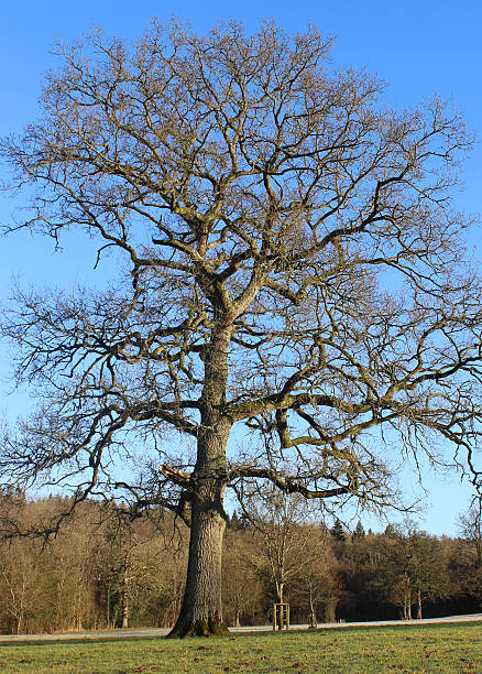 istock Image of English oak in winter, deciduous tree with no-leaves 468128364