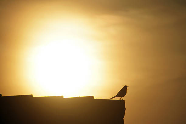 istock Blackbird in the morning sun 468128548