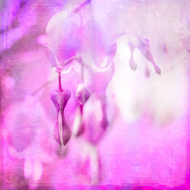istock Oh My Bleeding Heart 468134459