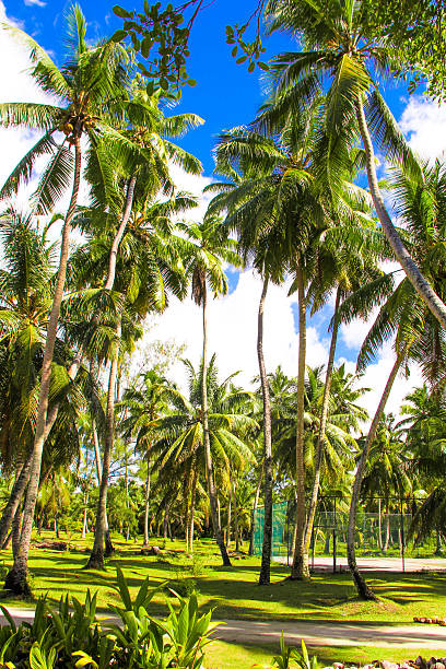 istock Coconut Palm trees on the sandy beach in Seyshelles 468134491