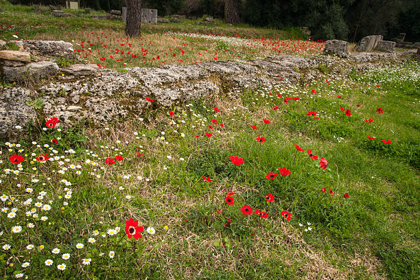istock Spring flowers at Ancient Olimpia, Peloponnese, Greece 468135724