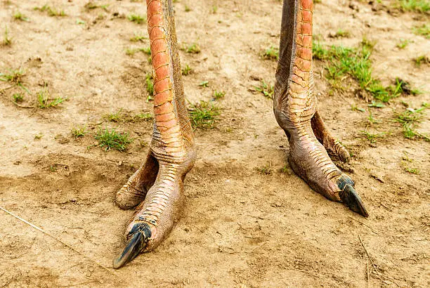 Photo of feet from ostrich
