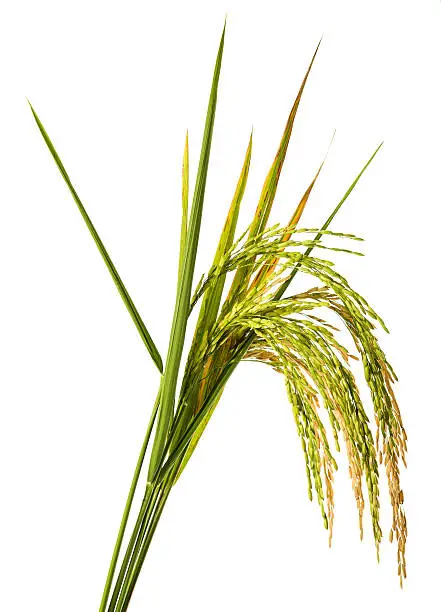 Stem of rice paddy isolated on a white background with the focus done on the yellow grains. The file being isolated, enables to use the rice paddy as a separate design element.