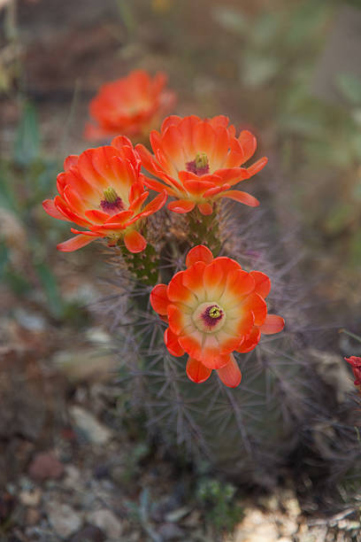 cactus à fleur rouge - claret cup photos et images de collection