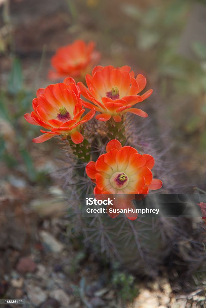 Claret Cup Cactus This amazing Claret Cup Cactus is colorful and annouces spring time in the Arizona desert. 2015 Stock Photo