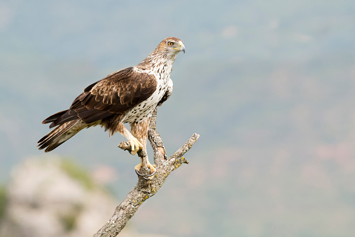 Bonelli's Eagle (Aquila fasciata) perched on a branch.