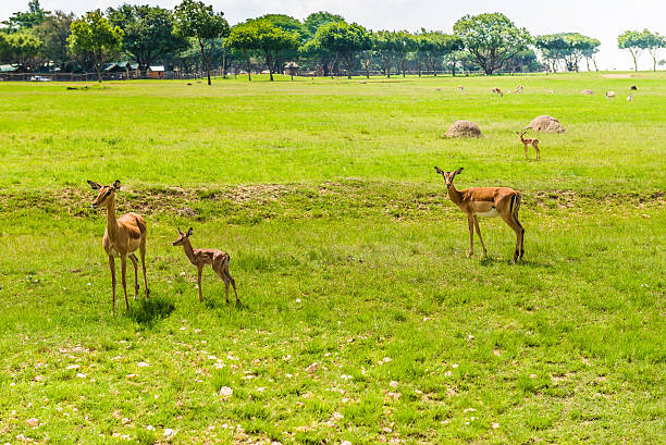 istock Antelope. South Africa. December 19, 2014 468139060