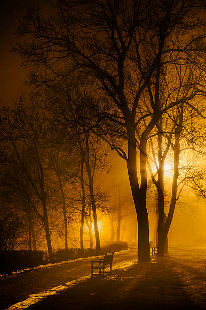 istock Foggy night in park 468140067