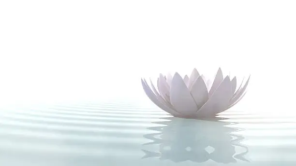 Zen lotus flower in water illuminated by daylight on white background