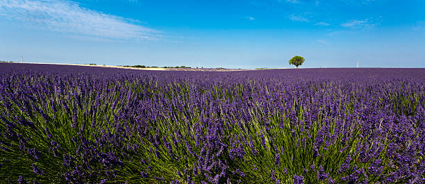 Panoramic view of lavender fields with lonely blue sky