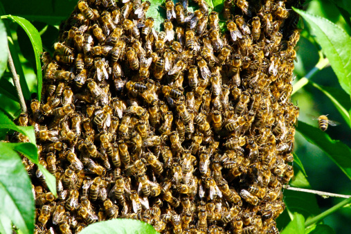 Enjambre de abejas photo